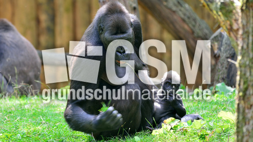 Gorillababy (15).jpg